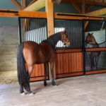 Timber Frame Horse Barn Stalls Interior